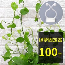Green Luo climbing wall flower artifact green plant green basket household untrace buckle Green branch climbing Rod clip adhesive hook