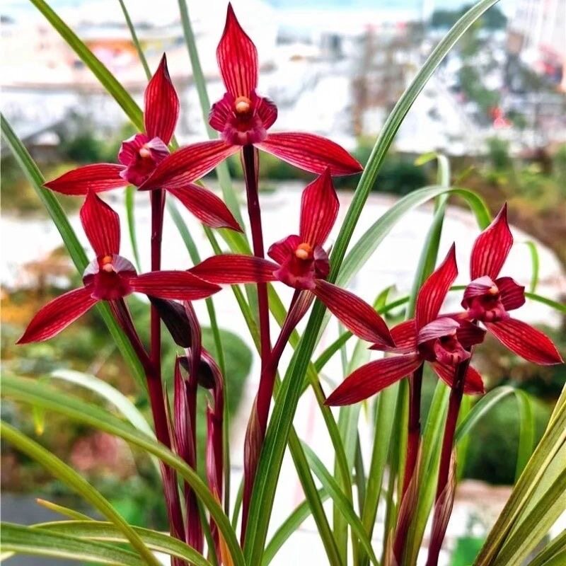 醉红素兰花-醉红素兰花促销价格、醉红素兰花品牌- 淘宝