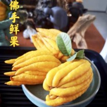 (Yellow fruit hot sale) Jinhua Citron fruit Buddha hand flower bergamot clear for playing water vase