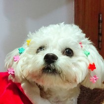 Puppy hairclip pet puppy headdress flower Teddy hair accessory hair card Bome Bimi bear small dog Marzis