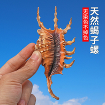Natural conch shell scorpion snail seven horned spider Snail Home wedding floor window ornaments fish tank decoration process