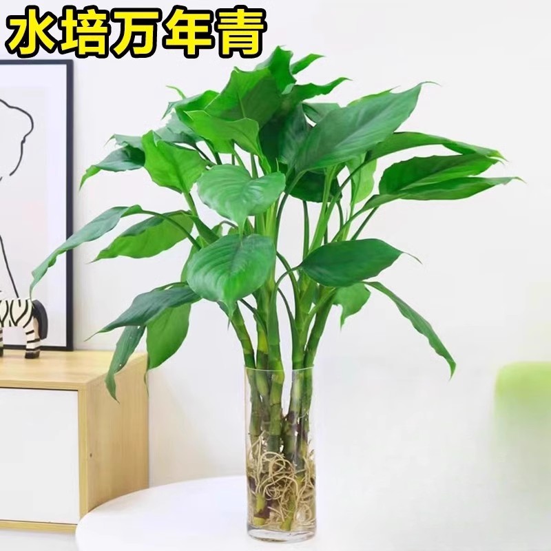 植物室内盆栽万年青-植物室内盆栽万年青促销价格、植物室内盆栽万年青