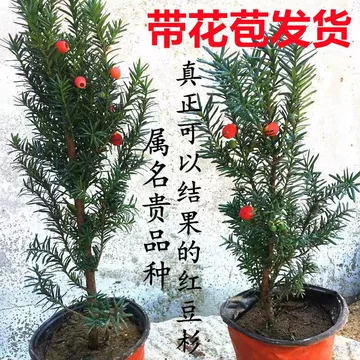 东北红豆杉红豆杉树苗-东北红豆杉红豆杉树苗促销价格、东北红豆