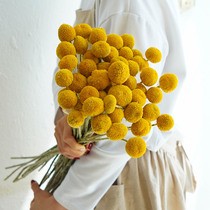 Gold ball dried flowers natural air-dried real flowers diy handmade high-end light luxury wabi-sabi style living room decoration flower arrangement ornaments