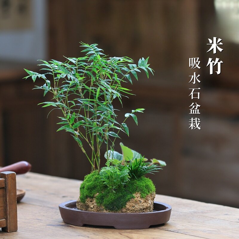 吸水石米竹-吸水石米竹促销价格、吸水石米竹品牌- 淘宝