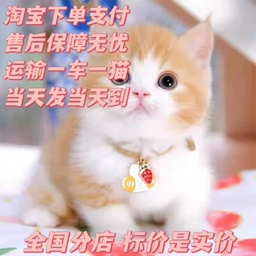 中华田园三花猫-中华田园三花猫促销价格、中华田园三花猫品牌- 淘宝