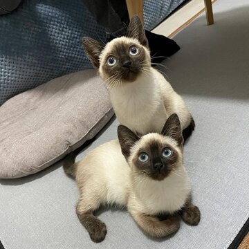 纯种暹罗猫幼猫短毛猫泰国猫海豹重点色蓝眼小猫活体宠物猫咪活物