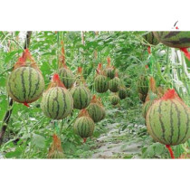 Hanging Melon Net Greenhouse Pendant Watermelon Net Pocket Plastic Mesh Bag Agricultural Hami Melon With Rope Hand Drawn Rope Drop Nylon