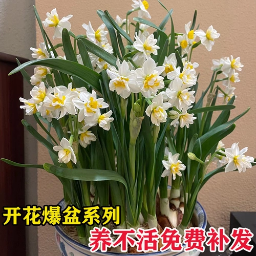 Цветочный цветок aquside pymochroma indoor балконы гидропонные акваусованные водяные рыбы в горшках с четырьмя сезонами в зимних холодных семенах растений