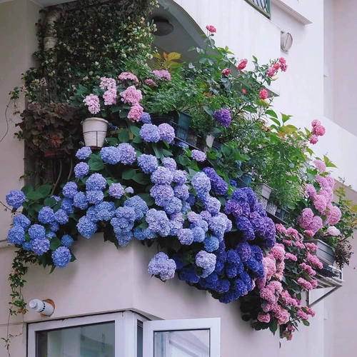 Рассады цветов гортензии бесконечные летние цветущие цветущие семена семян цветочных семян