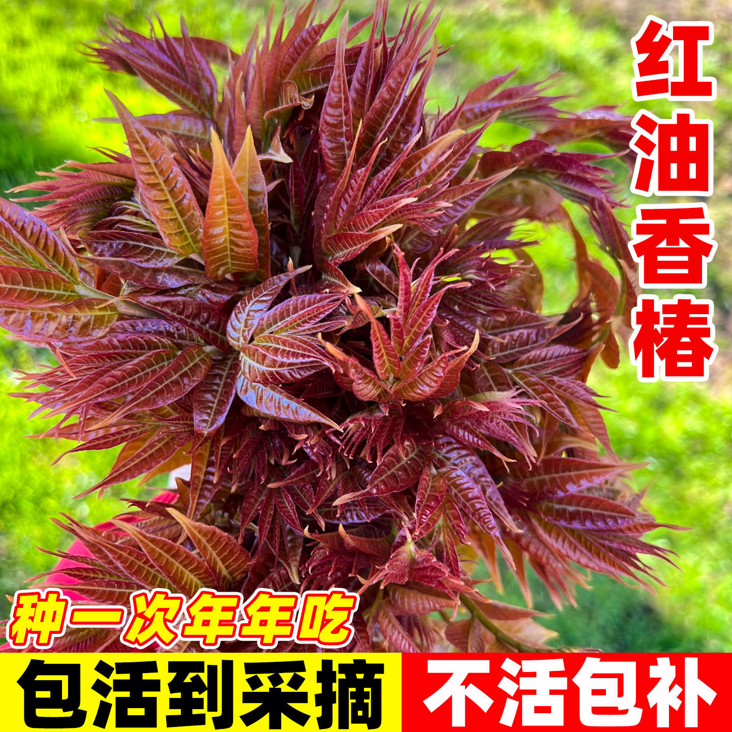 红油香椿苗-红油香椿苗促销价格、红油香椿苗品牌- 淘宝