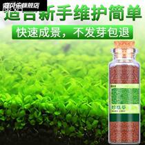Water quality landscape lazy people planting aquarium lawn bionic grass mud fish pond water grass mud plant small fish fish tank