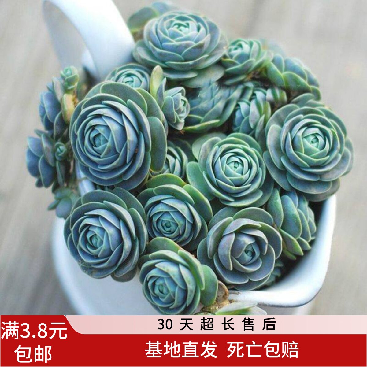 法师多肉植物-法师多肉植物促销价格、法师多肉植物品牌- 淘宝