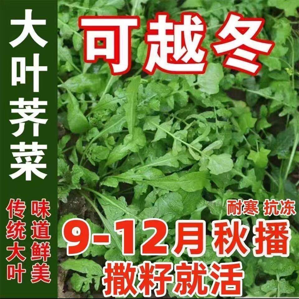 25年最新荠菜种子种什么品种好？阳台盆栽也能丰收的秘密-旅游-淘宝好物网