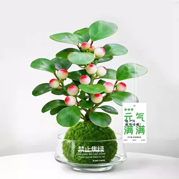 聚宝盆绿植桌面-聚宝盆绿植桌面促销价格、聚宝盆绿植桌面品牌- 淘宝