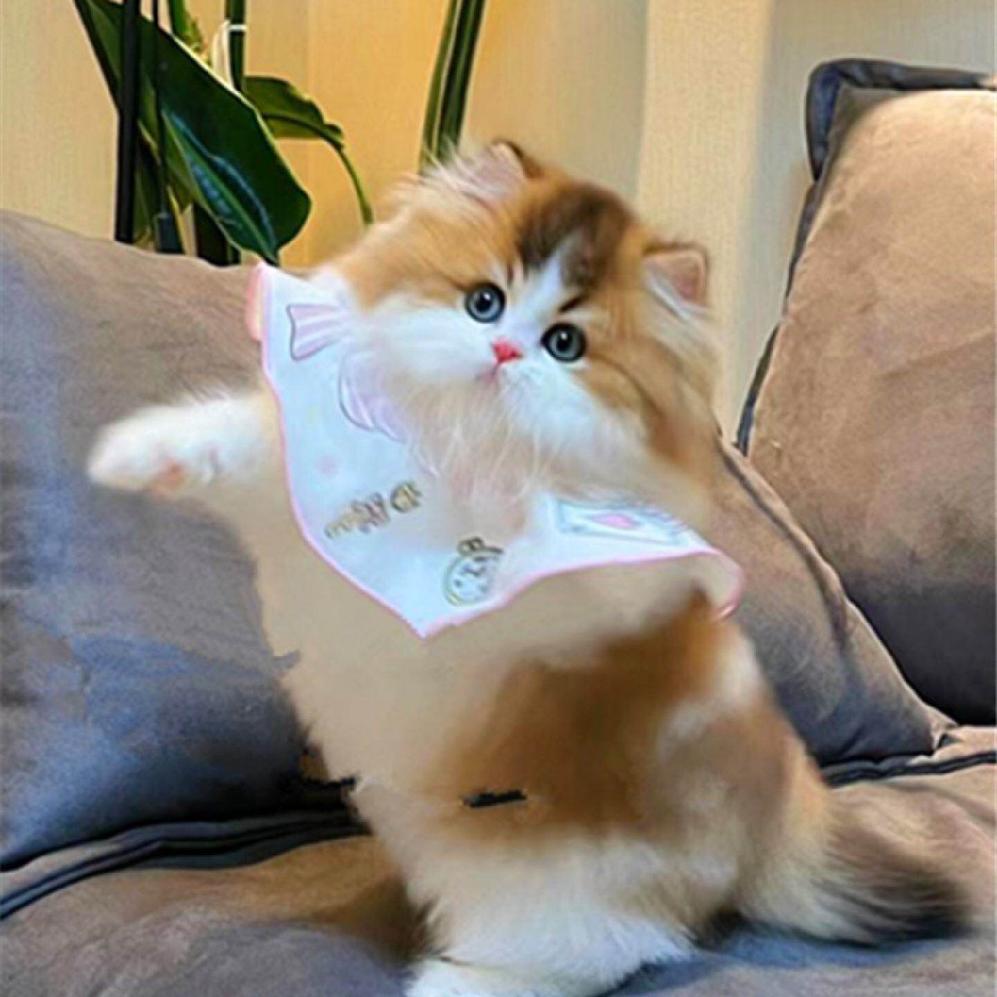 花猫 无锡三花猫幼猫-无锡三花猫幼猫促销价格、无锡三花猫幼猫品牌- 淘宝