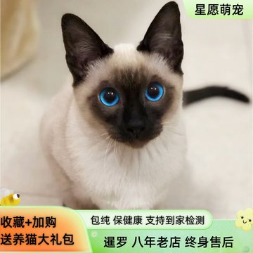香港发货暹罗猫活体重点色星罗猫泰国短毛猫家养活物宠物猫咪幼崽