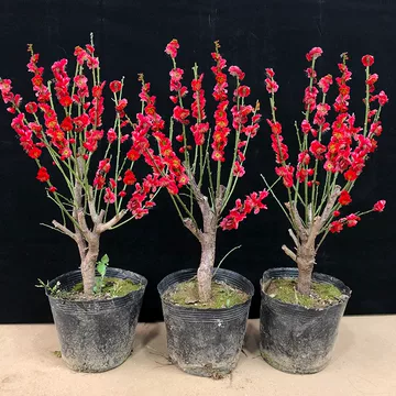 梅花盆栽红梅花-梅花盆栽红梅花促销价格、梅花盆栽红梅花品牌- 淘宝