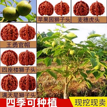 核桃树文玩核桃-核桃树文玩核桃促销价格、核桃树文玩核桃品牌- 淘宝