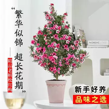 松红梅盆栽-松红梅盆栽促销价格、松红梅盆栽品牌- 淘宝