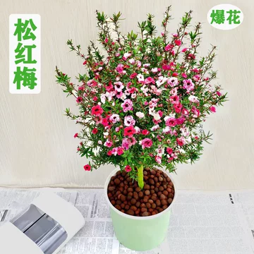 松红梅盆栽-松红梅盆栽促销价格、松红梅盆栽品牌- 淘宝
