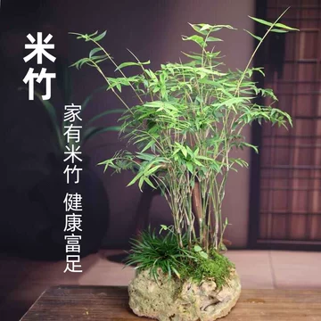 吸水石米竹-吸水石米竹促销价格、吸水石米竹品牌- 淘宝