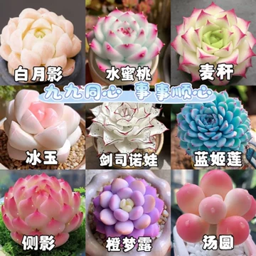 水蜜桃多肉植物-水蜜桃多肉植物促销价格、水蜜桃多肉植物品牌- 淘宝
