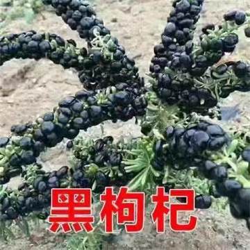 黑枸杞苗盆栽地栽南方北方都可种植