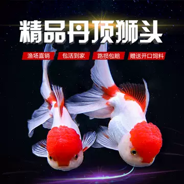 文玩堂：红锦鲤獅子頭（高级品） 文玩堂：红锦鲤獅子頭（高级品） 狮子头核桃文玩40价格报价行情- 京东