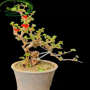 亦盆栽」長寿梅 紅花 小品盆栽 亦盆栽」長寿梅 紅花 小品盆栽