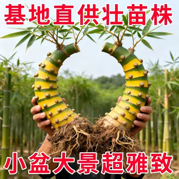 竹头根-竹头根促销价格、竹头根品牌- 淘宝