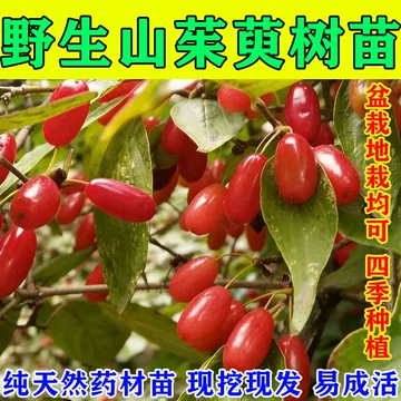 茱萸盆栽-茱萸盆栽促销价格、茱萸盆栽品牌- 淘宝