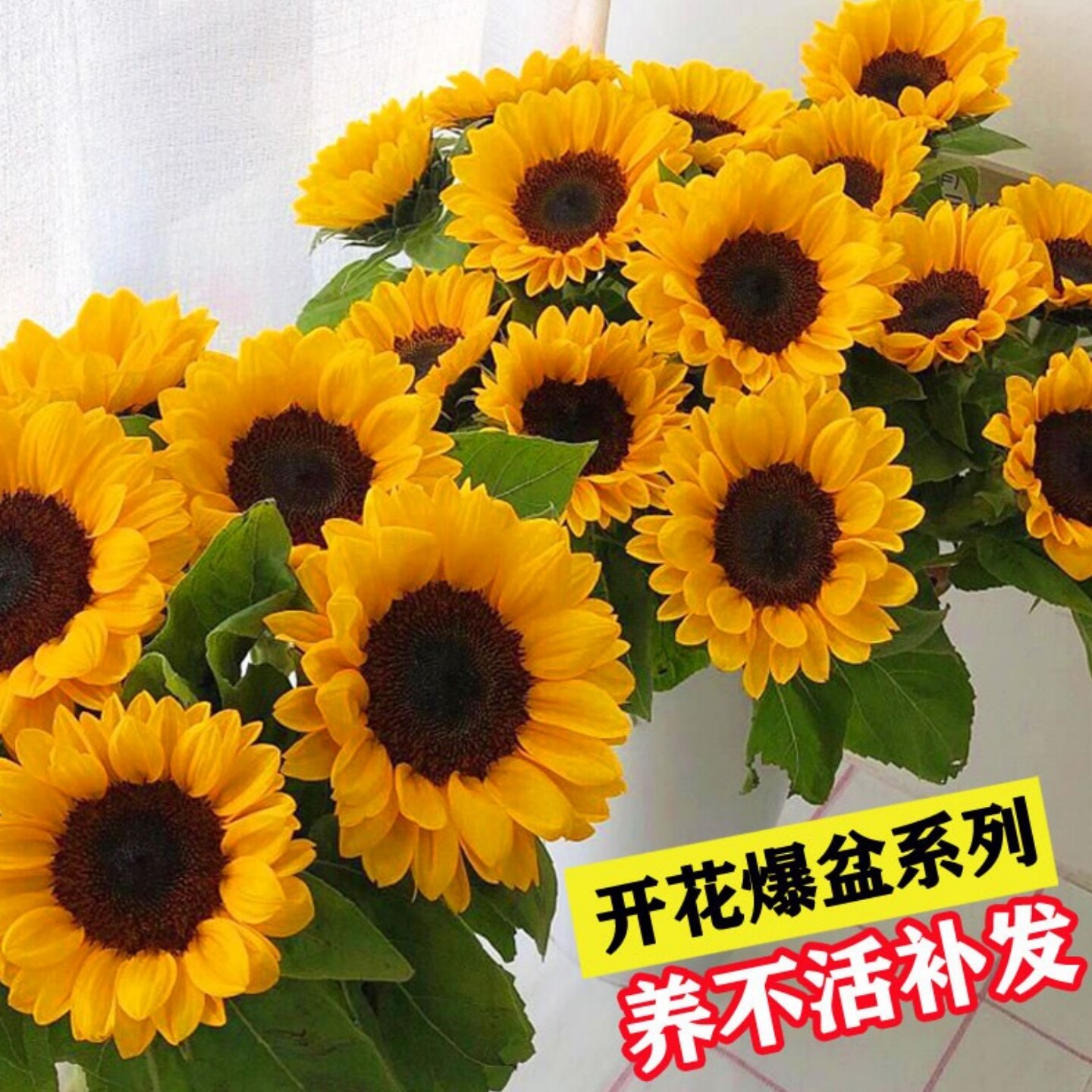 向日葵种孑-向日葵种孑促销价格、向日葵种孑品牌- 淘宝