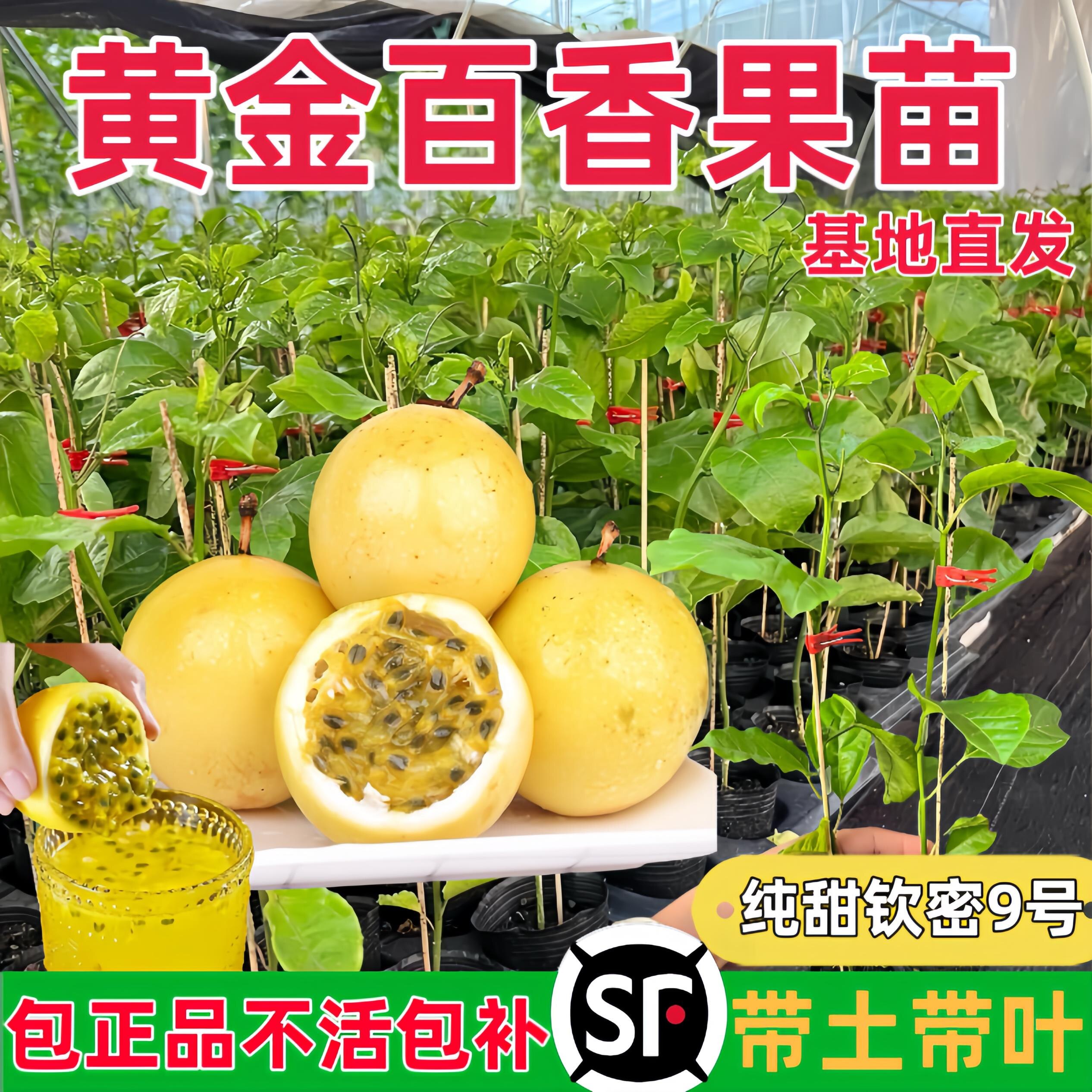 黄金百香果苗-黄金百香果苗促销价格、黄金百香果苗品牌- 淘宝
