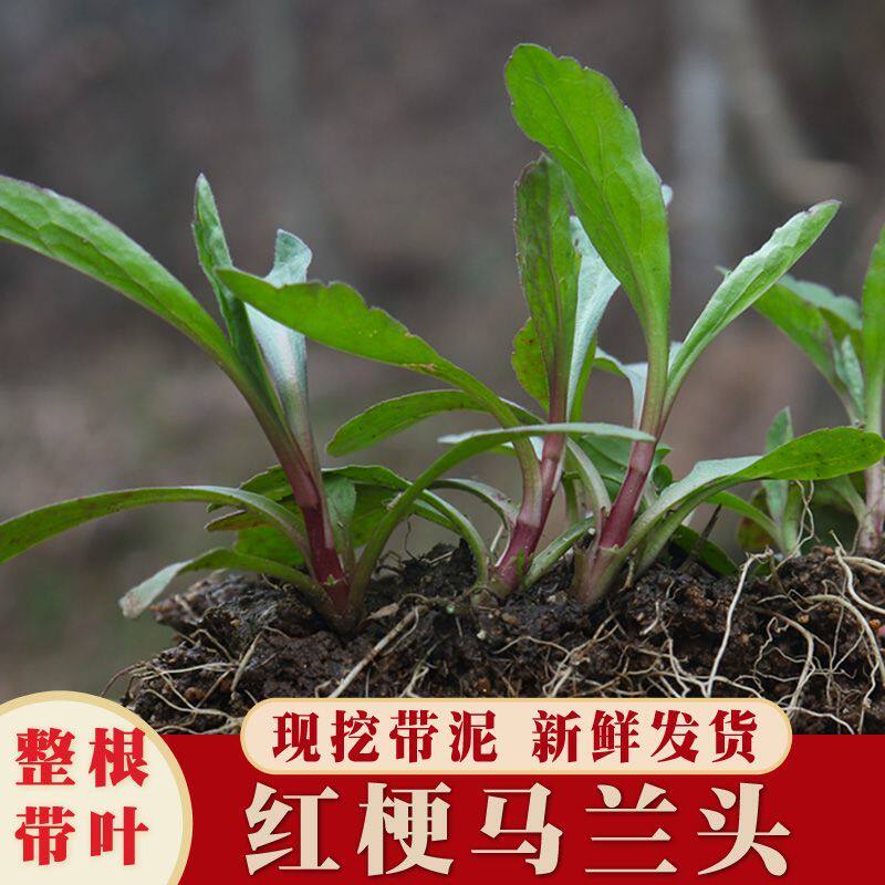 红梗马兰头种根-红梗马兰头种根促销价格、红梗马兰头种根品牌- 淘宝