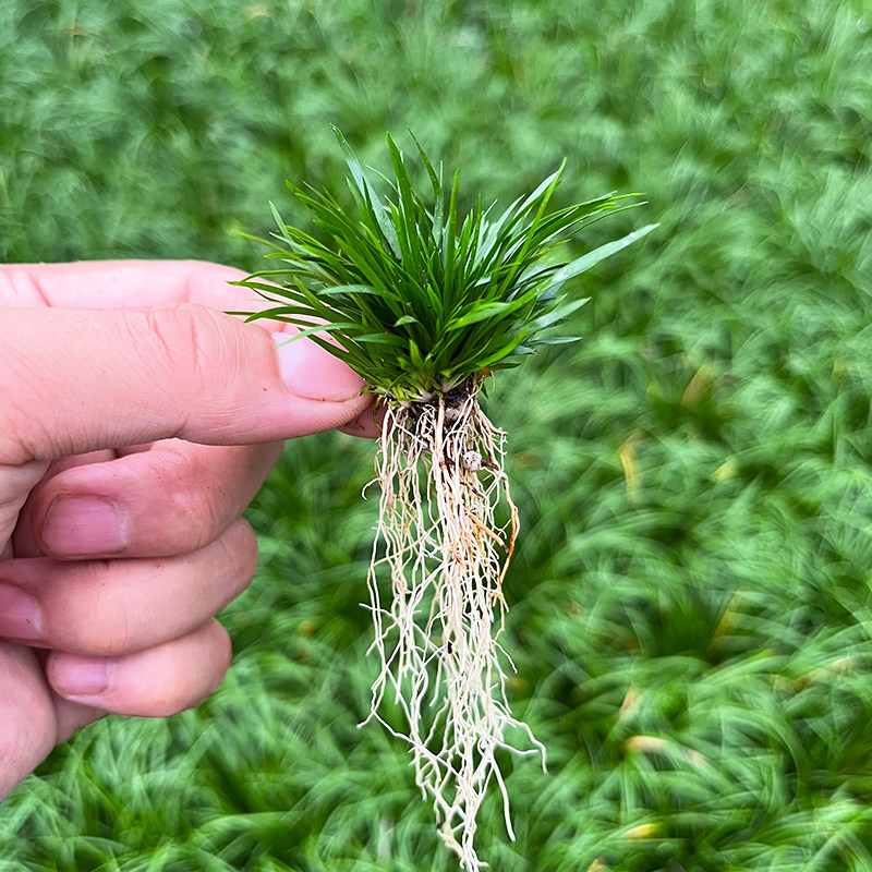 藍釉開片八方鉢 盆栽 多肉菖蒲盆栽 植木鉢 景德镇 装饰品 工艺品 置物 文人菖蒲盆栽-文人菖蒲盆栽促销价格、文人菖蒲盆栽品牌- 淘宝