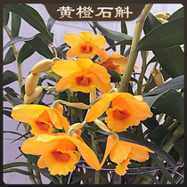 Yellow orange Dendrobium Yunnan endemic similar to stacked sheath branches more coarse flowers more flowers to make tea clearing heat and soothe the nerves