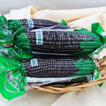 (12 sticks)Black corn waxy corn vacuum bag Fresh freshly picked sweet waxy purple sticky bud rice grain meal replacement