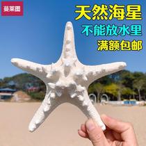 Natural CONCH shell SPINY spiny STARFISH 12-16CM PENTAGONAL air-dried specimen Mediterranean style wall decoration