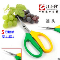 (5 buy 11 get 1) grape repair scissors Wang Yuquan 2108 farmers help head head vegetables and fruits cut fruit