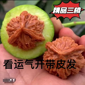 三棱文玩核桃-三棱文玩核桃促销价格、三棱文玩核桃品牌- 淘宝