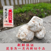 Yue Xi China powder big stop Mountain pachyma cocos white pachyma cocos Tea Grinding Powder Cooked Poria Glabra Without Sulphur 500g