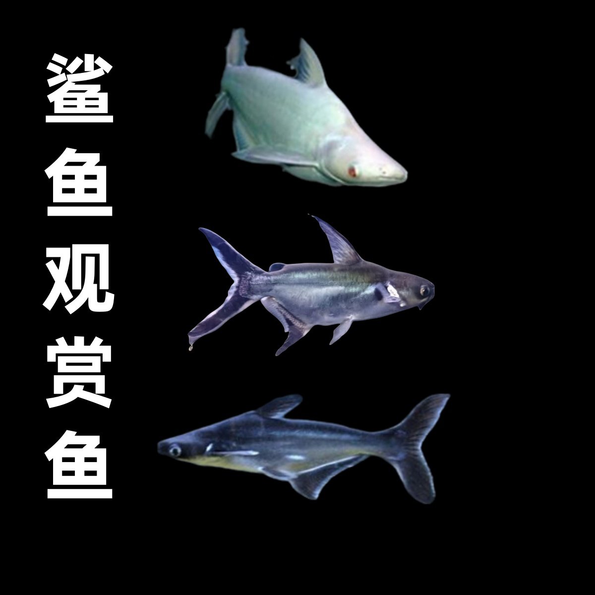 🌟探秘亚马逊：淡水鲨鱼观赏鱼劳伦迪高鳍鲨蓝鲨白化虎鲨🐠-宠物-淘宝好物网