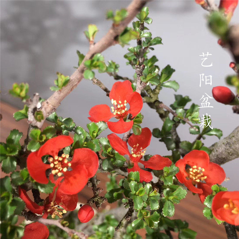 红花一号长寿梅盆景-红花一号长寿梅盆景促销价格、红花一号长寿梅盆景