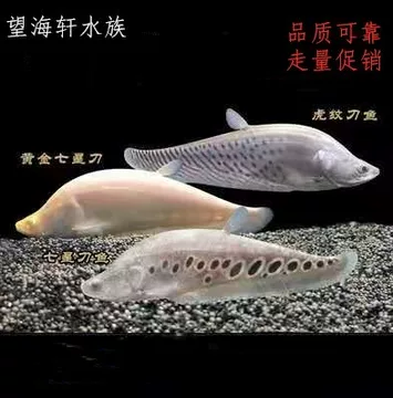 2024.10.20最新作品　熱帯魚七星刀 热带鱼七星刀-热带鱼七星刀促销价格、热带鱼七星刀品牌- 淘宝