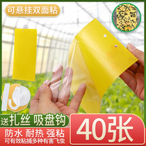 Sticky fly paper fly paste strong household small black flying yellow plate yellow sticky insect board double-sided trap orchard fruit fly trap