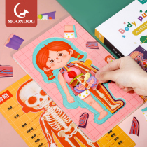 Childrens human body cognition body structure organ puzzle piece boys and girls model kindergarten teaching aids educational toys