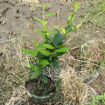 红茶乌龙茶铁观音茶叶苗 批发茶树苗植物花草办公室盆栽绿植花卉