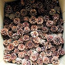 100 pine cones handmade pine cones pine balls Christmas pine cone dried flower shooting props diy material