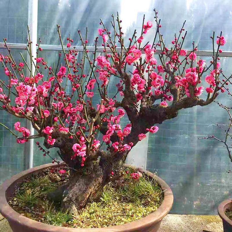 紅梅 盆栽 赤花 红梅盆栽价格报价行情- 京东